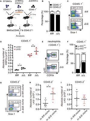 Rheb1-Deficient Neutrophils Promote Hematopoietic Stem/Progenitor Cell Proliferation via Mesenchymal Stem Cells